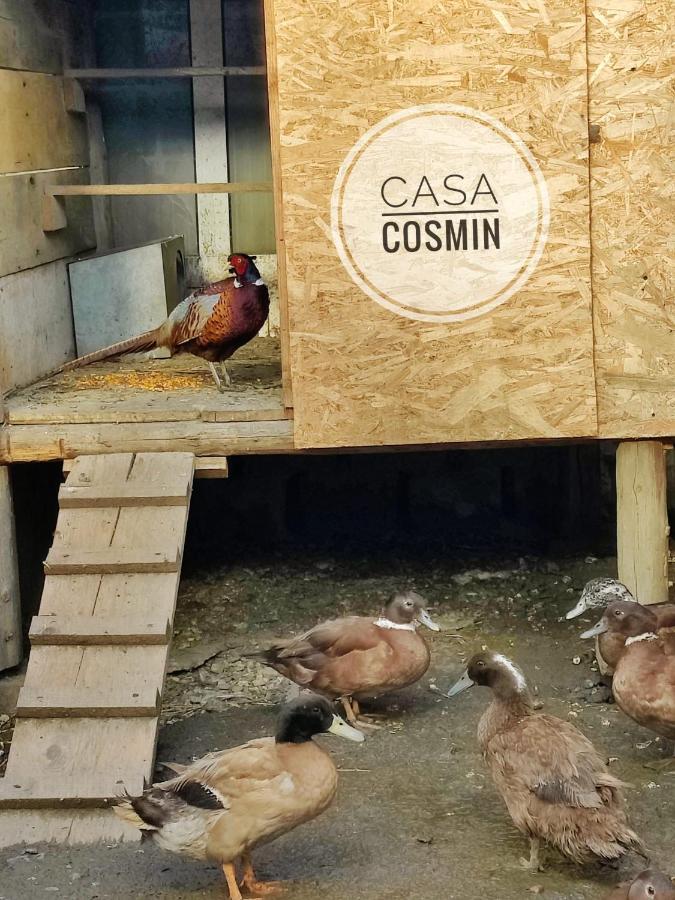 Готель Casa Cosmin Cincu Екстер'єр фото